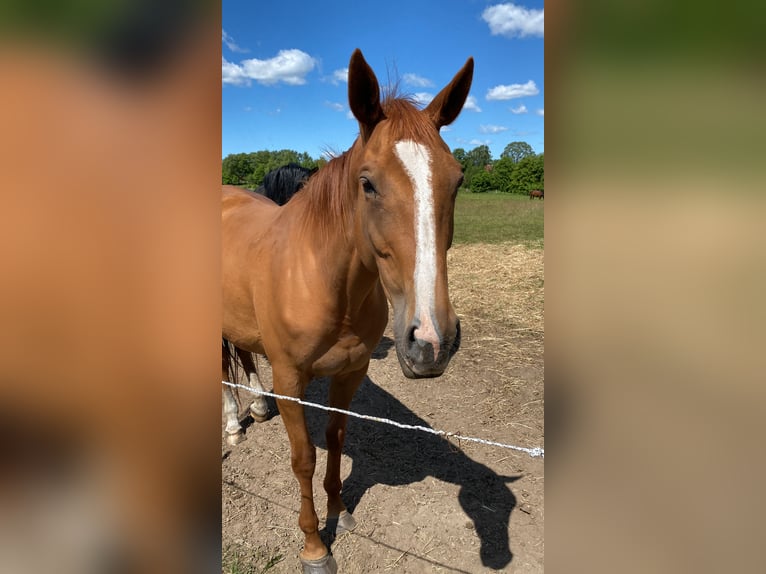 Englisches Vollblut Stute 9 Jahre 163 cm Fuchs in Bawinkel