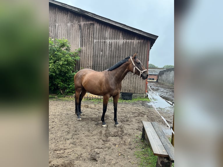 Englisches Vollblut Stute 9 Jahre 165 cm Brauner in Nieuwediep