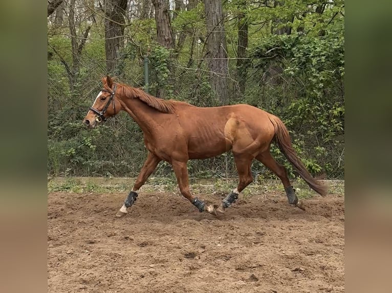 Englisches Vollblut Stute 9 Jahre 165 cm Fuchs in Rüsselsheim