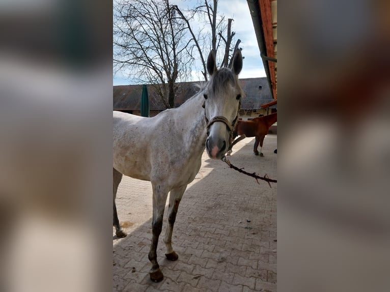 Englisches Vollblut Stute 9 Jahre 165 cm Schimmel in Frankenthal (Pfalz)