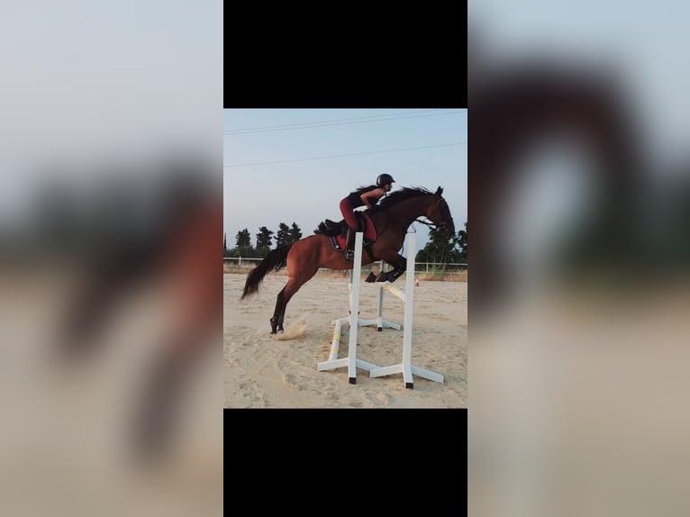 Englisches Vollblut Stute 9 Jahre 167 cm Brauner in Estepona