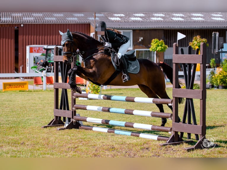 Englisches Vollblut Stute 9 Jahre 167 cm Brauner in Heidelberg