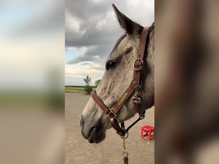 Englisches Vollblut Stute 9 Jahre 168 cm in Hemsloh