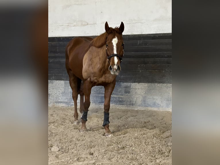 Englisches Vollblut Stute 9 Jahre 168 cm Fuchs in Miltenberg