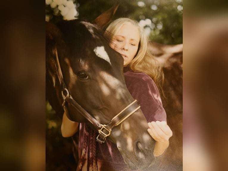 Englisches Vollblut Stute 9 Jahre 173 cm Dunkelbrauner in Köln/Roggendorf Nähe Schloss Arff