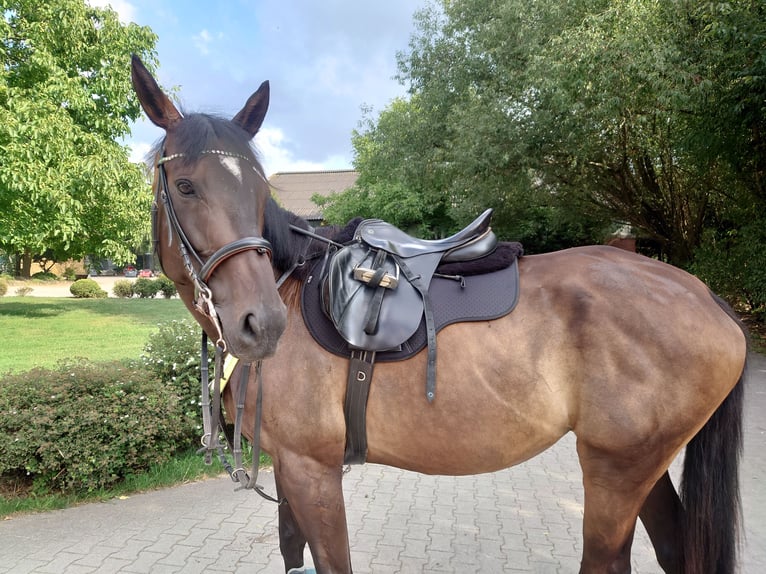Englisches Vollblut Stute 9 Jahre 173 cm Dunkelbrauner in Köln/Roggendorf Nähe Schloss Arff