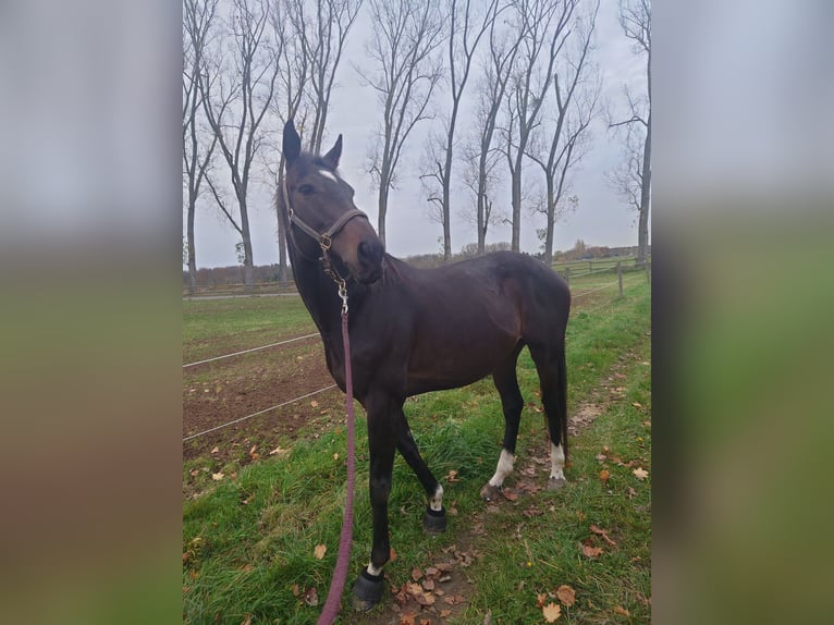 Englisches Vollblut Stute 9 Jahre 173 cm Dunkelbrauner in Köln/Roggendorf