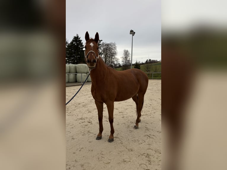 Englisches Vollblut Stute 9 Jahre Fuchs in Lamspringe
