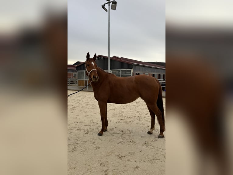 Englisches Vollblut Stute 9 Jahre Fuchs in Lamspringe