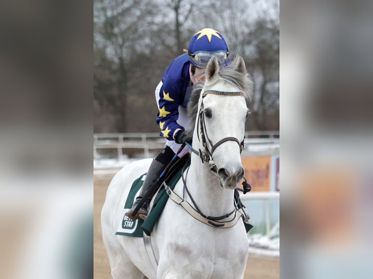 Englisches Vollblut Unbekannt 9 Jahre 162 cm Schimmel in Iffezheim