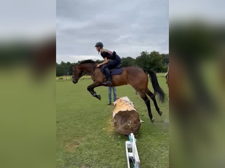 Englisches Vollblut Wallach 10 Jahre 154 cm Dunkelbrauner in Gasselte