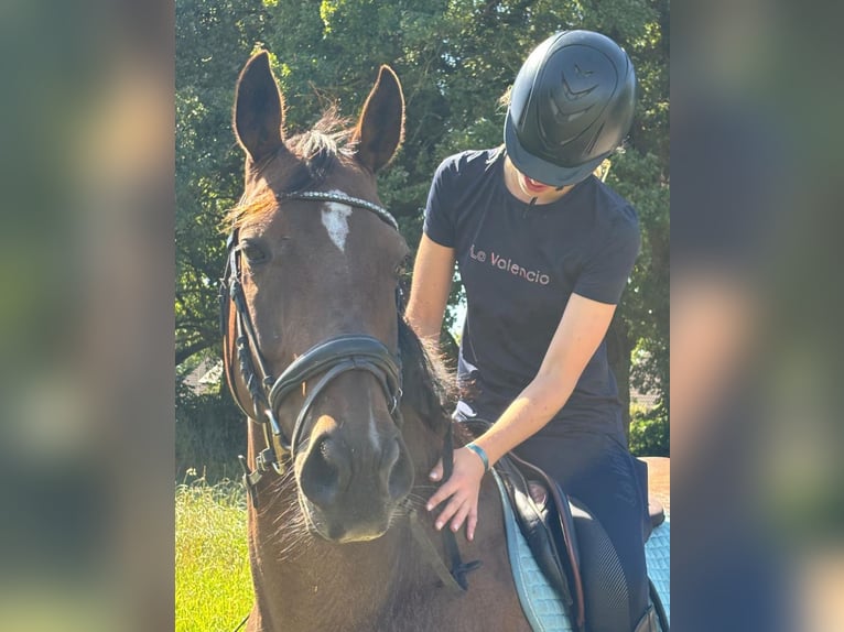 Englisches Vollblut Wallach 10 Jahre 154 cm Dunkelbrauner in Gasselte