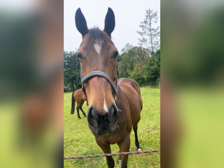 Englisches Vollblut Wallach 10 Jahre 154 cm Dunkelbrauner in Gasselte