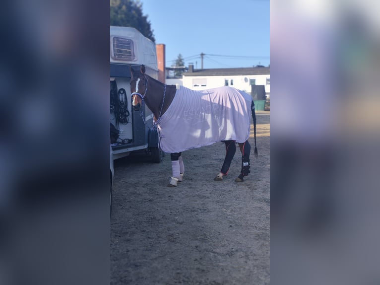 Englisches Vollblut Wallach 10 Jahre 158 cm Brauner in Königswinter