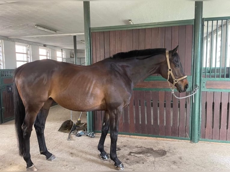 Englisches Vollblut Wallach 10 Jahre 160 cm Dunkelbrauner in Salzgitter BruchmachtersenSalzgitter
