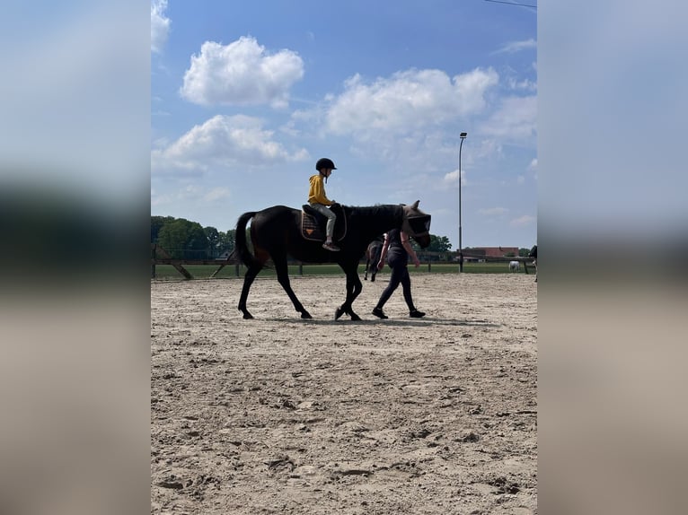 Englisches Vollblut Wallach 10 Jahre 163 cm Brauner in Steinhagen