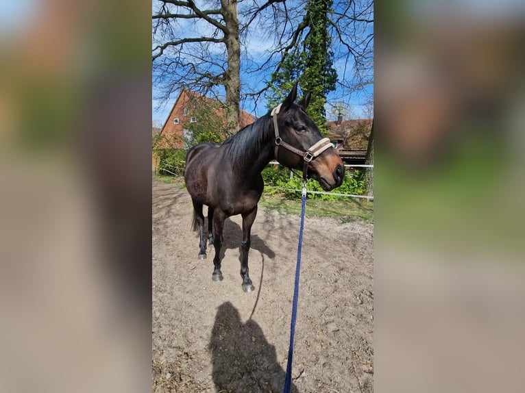 Englisches Vollblut Wallach 10 Jahre 163 cm Brauner in Steinhagen