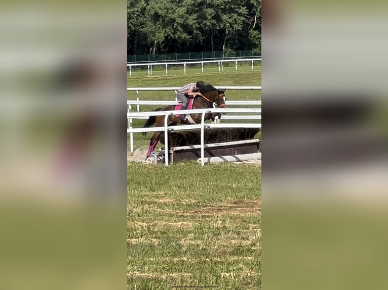 Englisches Vollblut Wallach 10 Jahre 163 cm Brauner in Haras de Pr&#xEA;treville