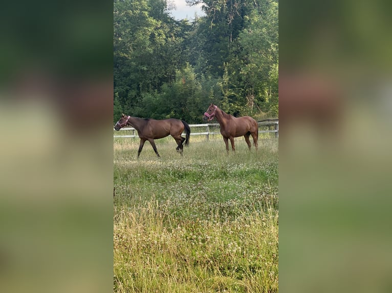 Englisches Vollblut Wallach 10 Jahre 163 cm Brauner in Haras de Pr&#xEA;treville
