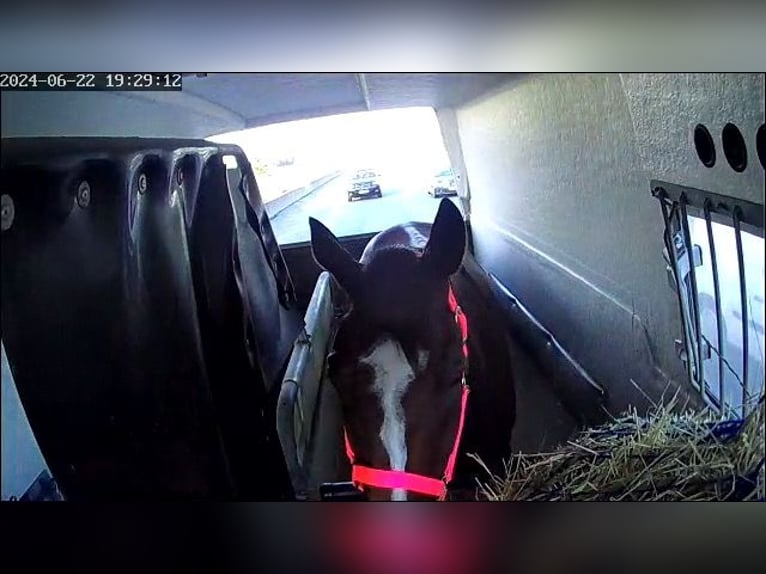 Englisches Vollblut Wallach 10 Jahre 163 cm Brauner in Haras de Pr&#xEA;treville