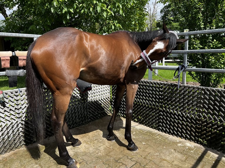 Englisches Vollblut Wallach 10 Jahre 163 cm Brauner in Haras de Pr&#xEA;treville