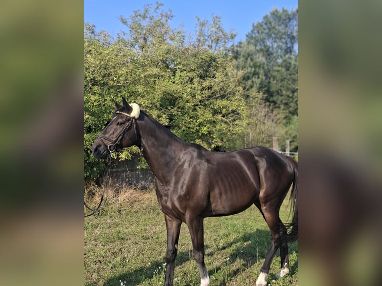 Englisches Vollblut Wallach 10 Jahre 163 cm Dunkelbrauner in Weichering