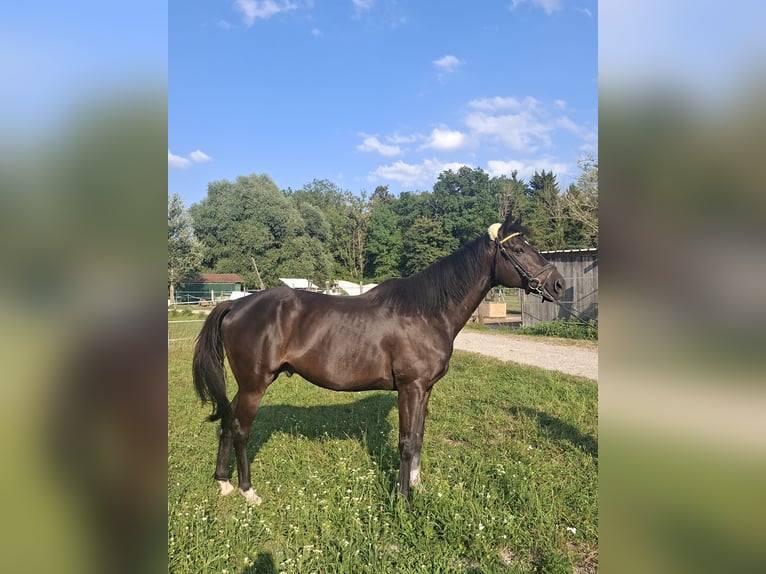 Englisches Vollblut Wallach 10 Jahre 163 cm Dunkelbrauner in Weichering