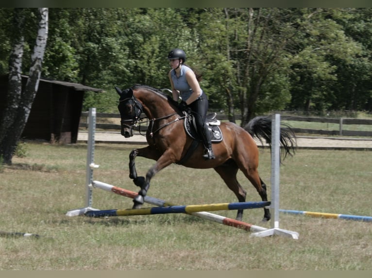 Englisches Vollblut Wallach 10 Jahre 167 cm Brauner in Celle