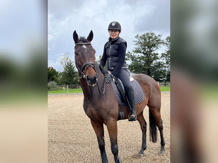 Englisches Vollblut Wallach 10 Jahre 167 cm Brauner in Celle