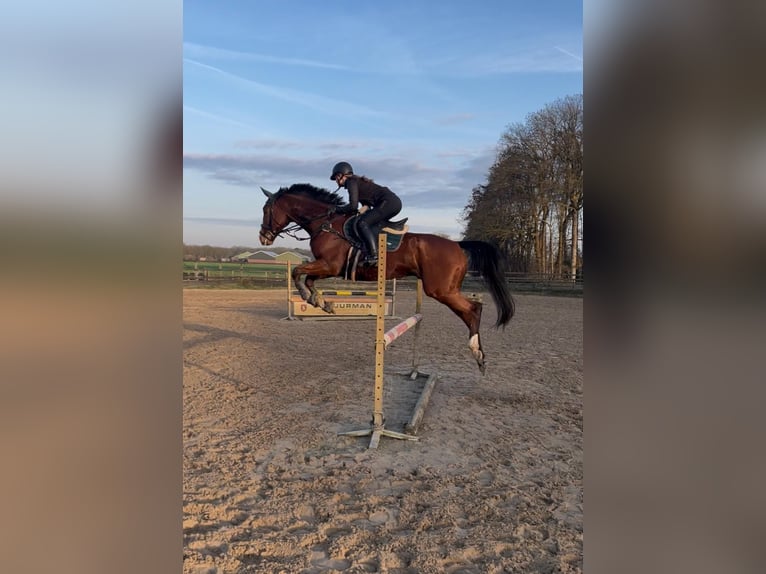 Englisches Vollblut Wallach 10 Jahre 168 cm Brauner in Stroe