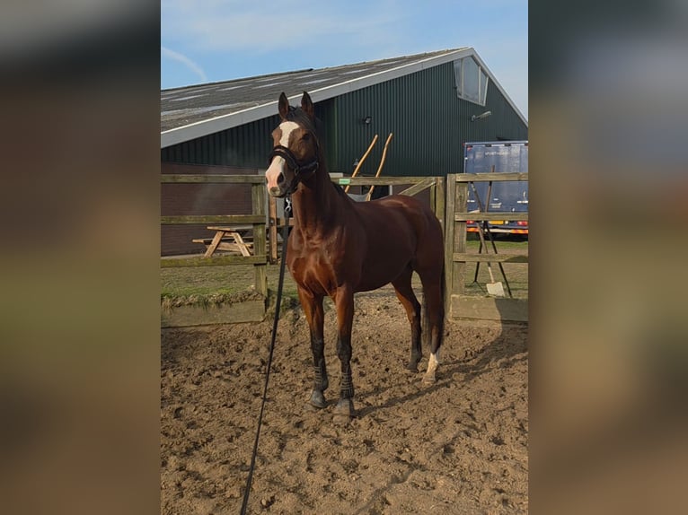 Englisches Vollblut Wallach 10 Jahre 168 cm Brauner in Stroe