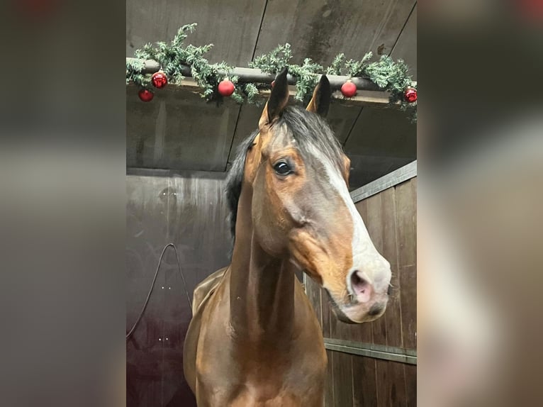 Englisches Vollblut Wallach 10 Jahre 168 cm Brauner in Stroe