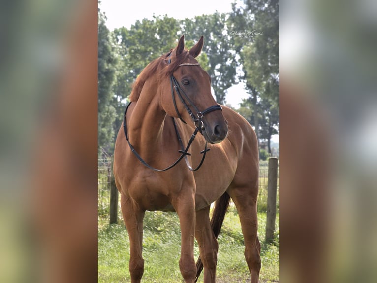 Englisches Vollblut Wallach 10 Jahre 168 cm Rotbrauner in Winsum