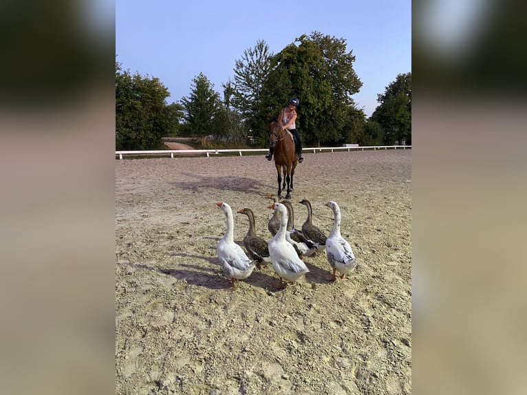 Englisches Vollblut Wallach 10 Jahre 172 cm Brauner in Berghausen