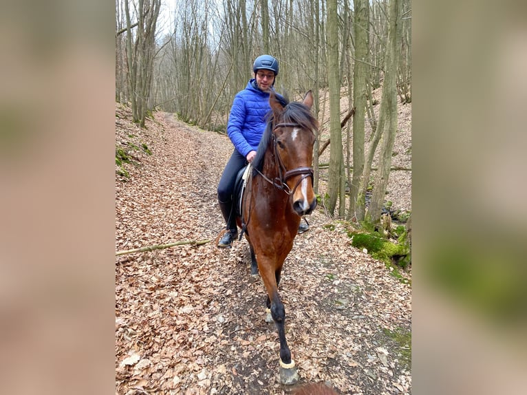 Englisches Vollblut Wallach 10 Jahre 172 cm Brauner in Berghausen