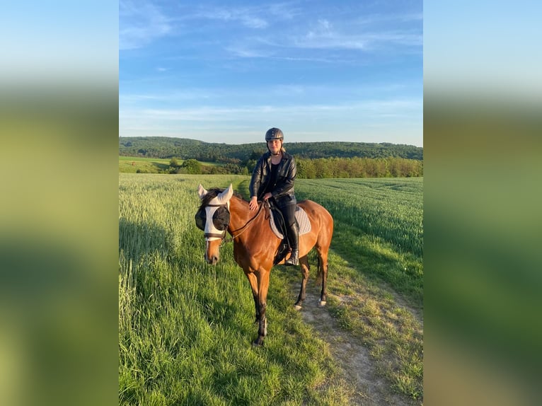 Englisches Vollblut Wallach 10 Jahre 172 cm Brauner in Berghausen