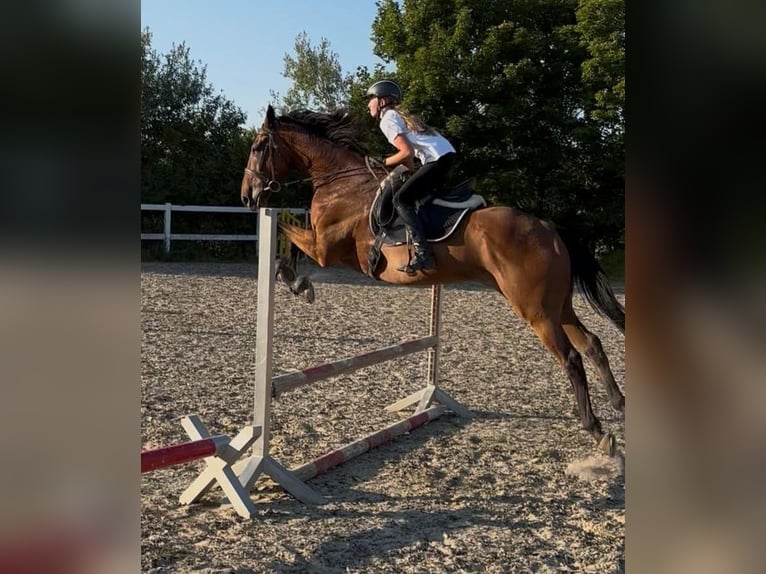 Englisches Vollblut Wallach 10 Jahre 172 cm Brauner in Berghausen