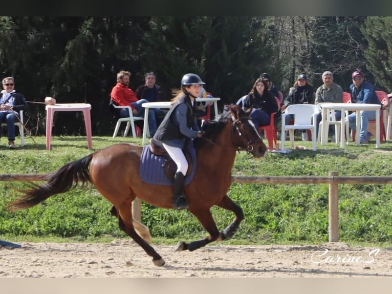 Englisches Vollblut Wallach 11 Jahre 158 cm Brauner in Pujaut