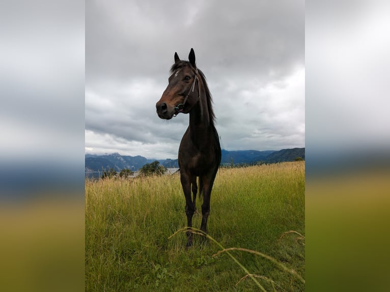 Englisches Vollblut Wallach 11 Jahre 160 cm Dunkelbrauner in Lindach