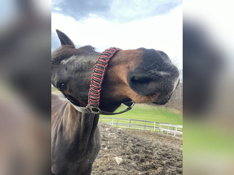Englisches Vollblut Wallach 11 Jahre 160 cm Dunkelbrauner in Lindach