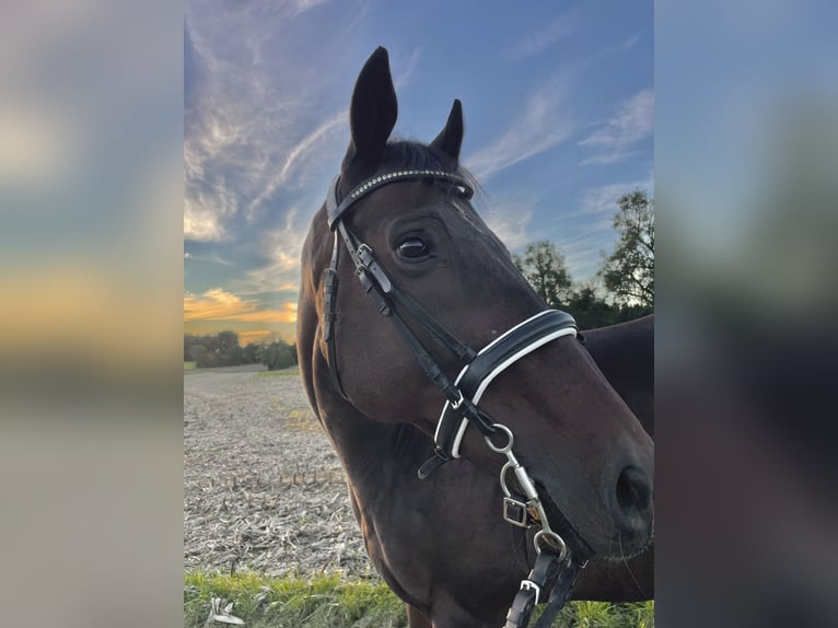 Englisches Vollblut Wallach 11 Jahre 160 cm Dunkelbrauner in Lindach