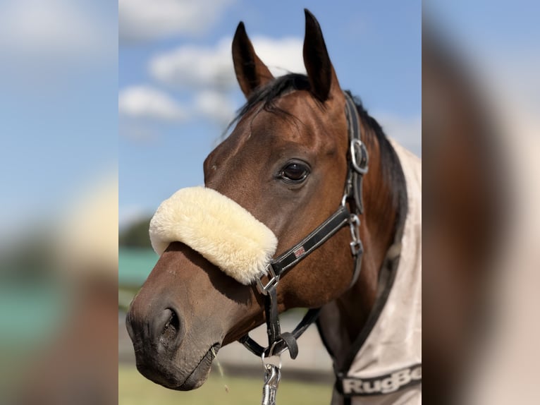 Englisches Vollblut Wallach 11 Jahre 162 cm Brauner in Brüel