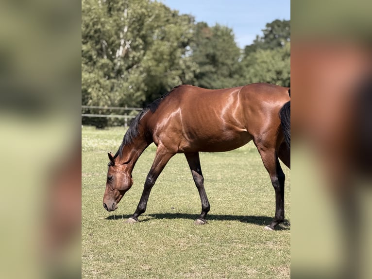 Englisches Vollblut Wallach 11 Jahre 162 cm Brauner in Brüel