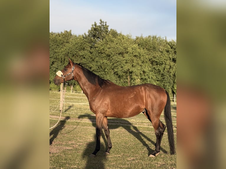 Englisches Vollblut Wallach 11 Jahre 162 cm Brauner in Brüel