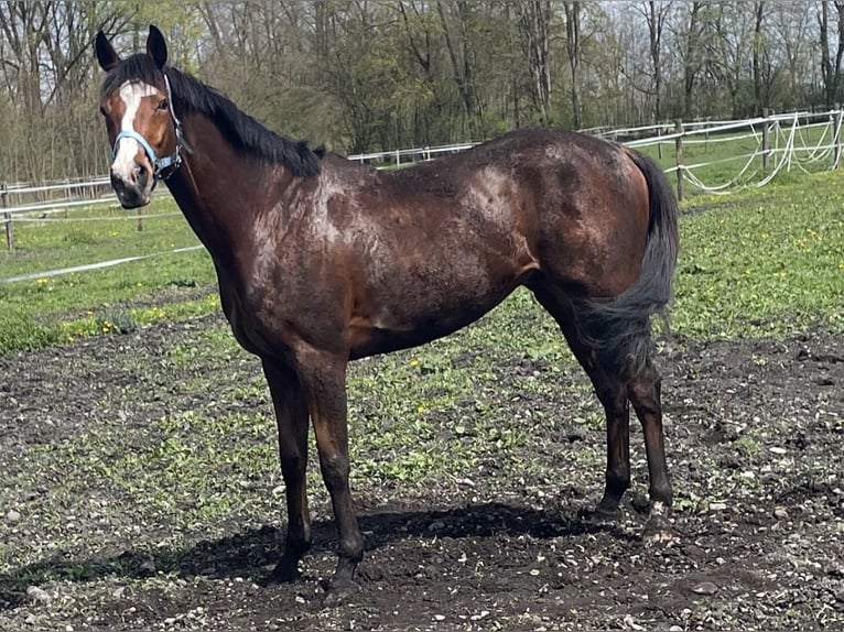 Englisches Vollblut Wallach 11 Jahre 162 cm Hellbrauner in Neuching