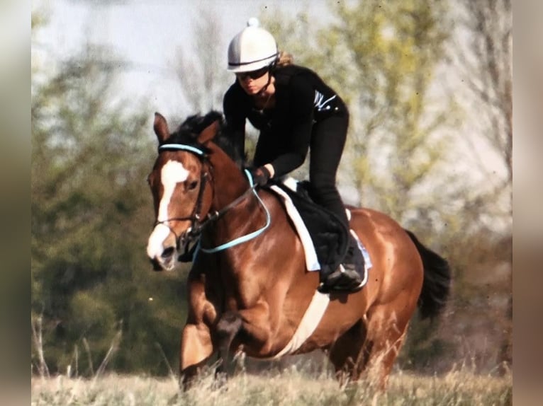 Englisches Vollblut Wallach 11 Jahre 162 cm Hellbrauner in Neuching