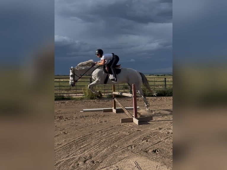 Englisches Vollblut Wallach 11 Jahre 163 cm Apfelschimmel in Kersey