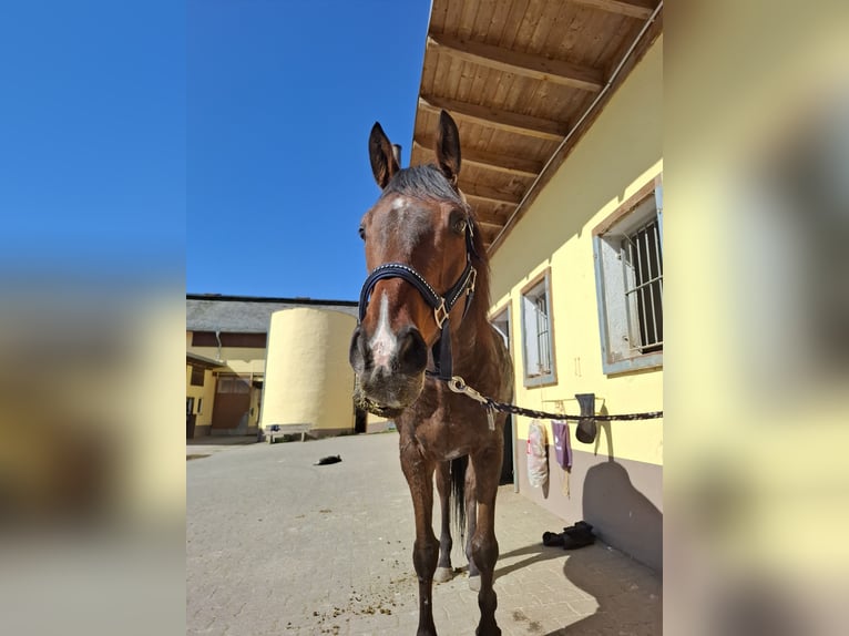Englisches Vollblut Wallach 11 Jahre 163 cm Brauner in Nieder-Wiesen