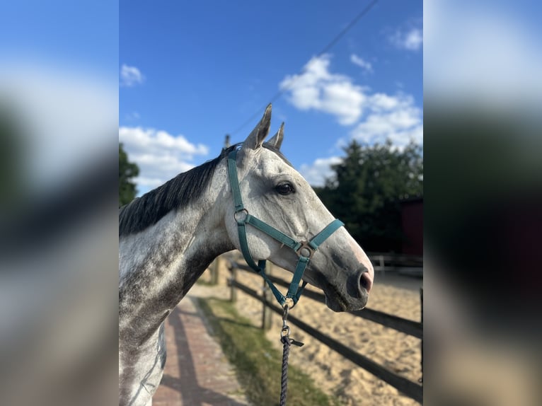 Englisches Vollblut Wallach 11 Jahre 163 cm Schimmel in Wallenhorst
