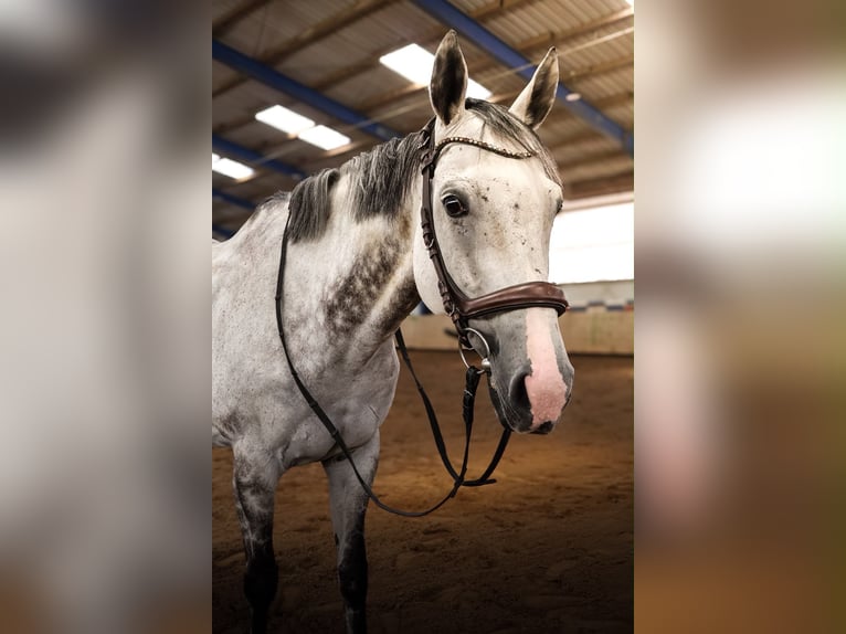 Englisches Vollblut Wallach 11 Jahre 163 cm Schimmel in Wallenhorst